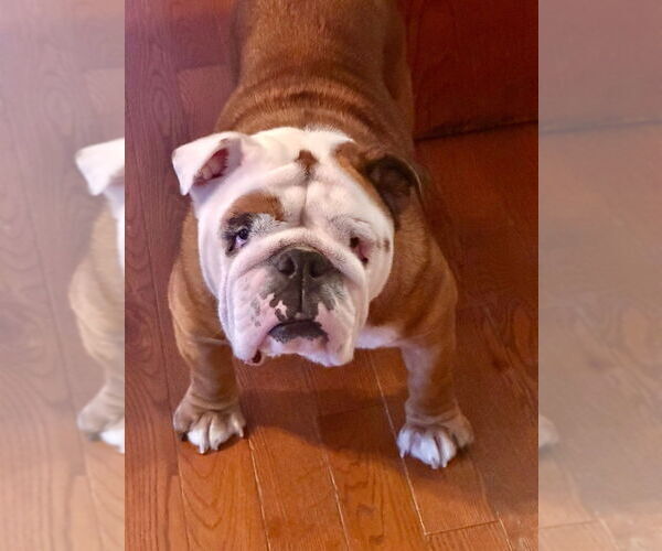 Medium Photo #2 Bulldog Puppy For Sale in Brights Grove, Ontario, Canada