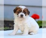 Small #2 ShihPoo