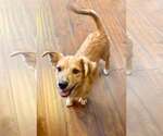 Small Photo #3 Goldanese Puppy For Sale in Cave Creek, AZ, USA