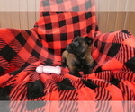 Small Photo #2 Belgian Malinois Puppy For Sale in SYRACUSE, IN, USA