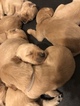 Small Photo #16 Golden Retriever Puppy For Sale in MESA, AZ, USA