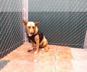 German Shepherd Dog-Unknown Mix Dogs for adoption in Downey, CA, USA