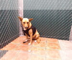Small German Shepherd Dog Mix
