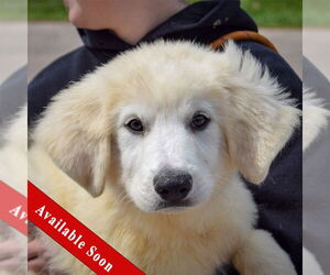 Great Pyrenees Dogs for adoption in Huntley, IL, USA