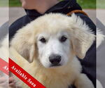 Small Great Pyrenees