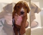 Small Photo #2 Goldendoodle Puppy For Sale in LEBANON, TN, USA