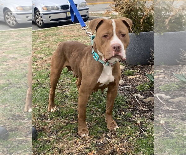 Medium Photo #1 American Pit Bull Terrier Puppy For Sale in Bridgewater, NJ, USA