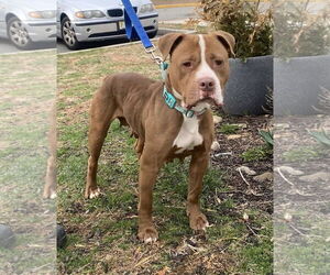 American Pit Bull Terrier Dogs for adoption in Bridgewater, NJ, USA