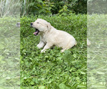 Small #1 Golden Retriever