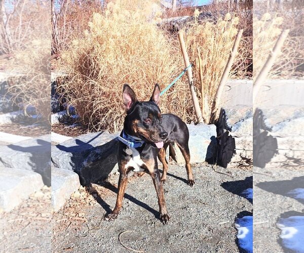 Medium Photo #1  Puppy For Sale in , 