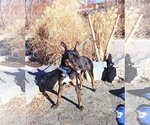 Small Australian Kelpie Mix