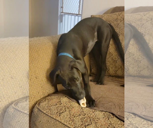 Medium Photo #1 Labrador Retriever Puppy For Sale in Poplar Bluff, MO, USA