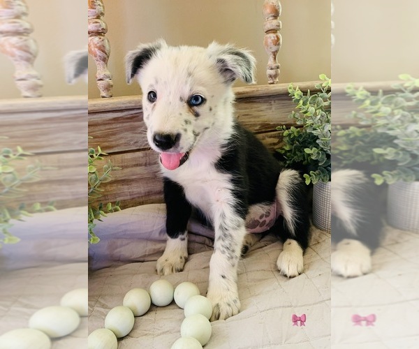 Medium Photo #3 Border Collie Puppy For Sale in RIPON, CA, USA