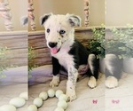 Small Photo #3 Border Collie Puppy For Sale in RIPON, CA, USA