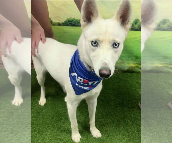 Medium Photo #4 Siberian Husky Puppy For Sale in Euless, TX, USA