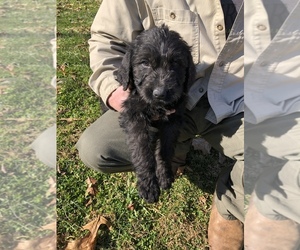 Labradoodle-Unknown Mix Puppy for sale in BLOUNTVILLE, TN, USA
