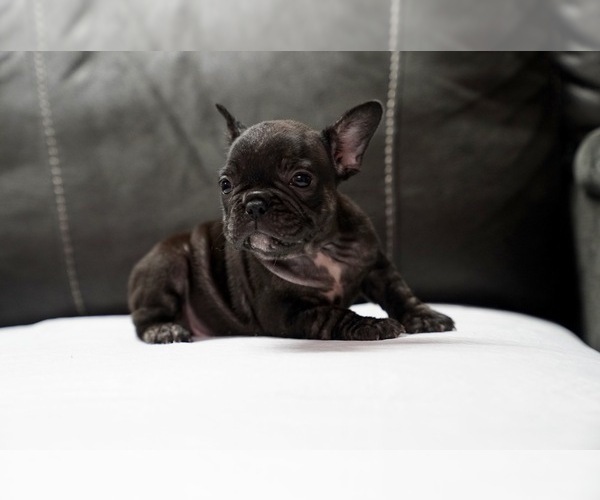 Medium Photo #8 French Bulldog Puppy For Sale in SAN JOSE, CA, USA