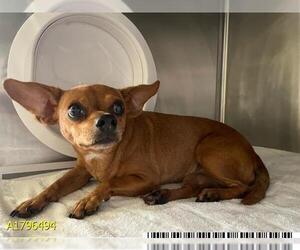 Chihuahua Dogs for adoption in West Palm Beach, FL, USA