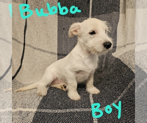 Medium Photo #9 Chizer Puppy For Sale in MONTEZUMA, GA, USA
