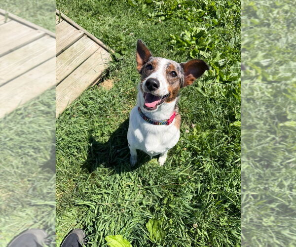 Medium Photo #2 Mutt Puppy For Sale in Pierceton , IN, USA