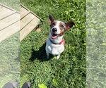 Small #1 Mutt