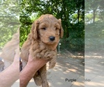 Puppy 2 Goldendoodle