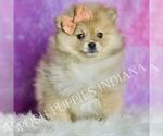 Puppy Stitch Pomeranian