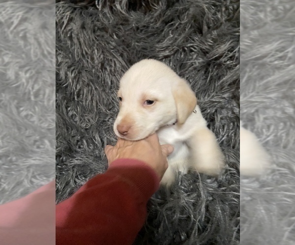 Medium Photo #5 Labrador Retriever Puppy For Sale in STOKESDALE, NC, USA