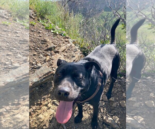 Medium Photo #3 American Pit Bull Terrier-Labrador Retriever Mix Puppy For Sale in Dana Point, CA, USA