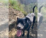 Small #2 American Pit Bull Terrier-Labrador Retriever Mix
