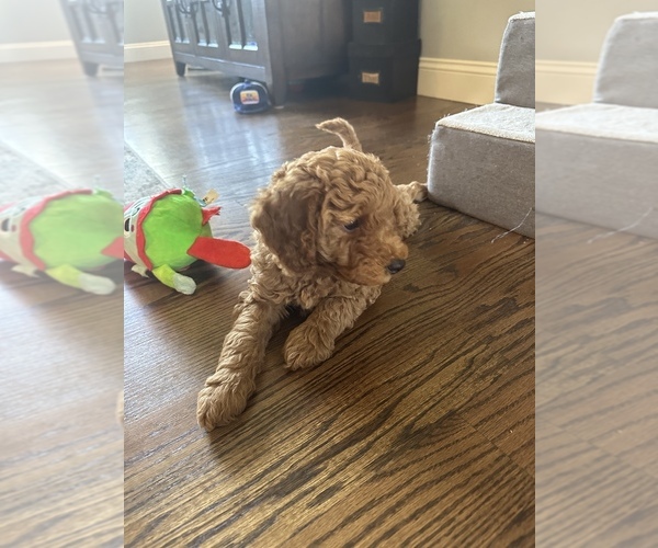 Medium Photo #7 Cock-A-Poo Puppy For Sale in WICHITA, KS, USA