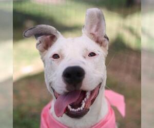 Mutt Dogs for adoption in San Antonio, TX, USA