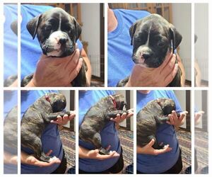 Boston Terrier-Boxer Mix Puppy for sale in ROLLA, MO, USA