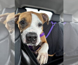 Shireen - Female Mutt Dog for Adoption - Photo #19
