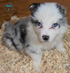 Medium Border Collie