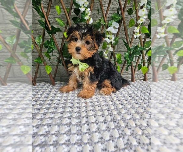 Medium Photo #3 Yorkshire Terrier Puppy For Sale in INDIANAPOLIS, IN, USA