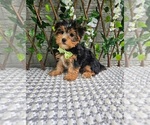 Small #2 Yorkshire Terrier