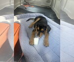 Small #1 Rottweiler Mix