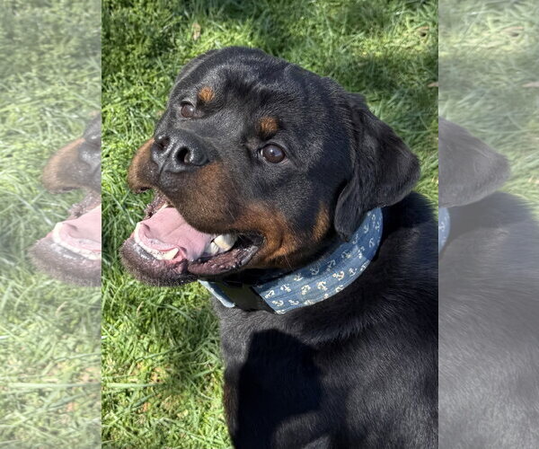Medium Photo #11 Rottweiler Puppy For Sale in Mooresville, NC, USA