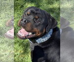 Small #10 Rottweiler