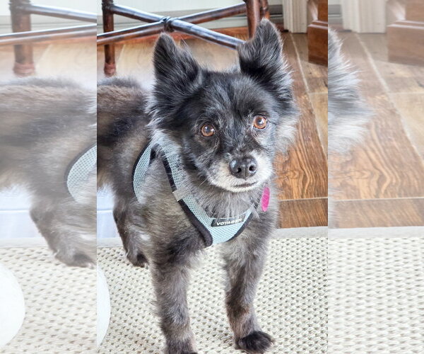 Medium Photo #4 Pomeranian-Unknown Mix Puppy For Sale in Berlin, MD, USA