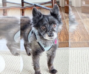 Sparky - Male Pomeranian-Unknown Mix Dog for Adoption - Photo #4