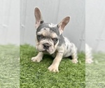 Small Photo #16 French Bulldog Puppy For Sale in ENCINO, CA, USA