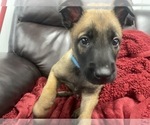 Small Photo #132 Belgian Malinois Puppy For Sale in REESEVILLE, WI, USA