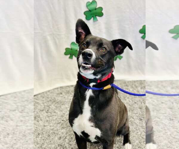 Medium Photo #6 Border Collie-Unknown Mix Puppy For Sale in Manahawkin, NJ, USA