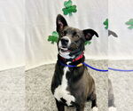 Small #5 Border Collie Mix