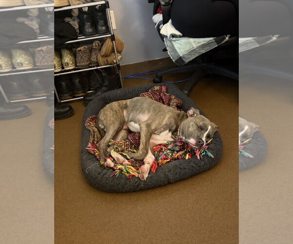 Medium Photo #2 American Pit Bull Terrier-Unknown Mix Puppy For Sale in Ball Ground, GA, USA