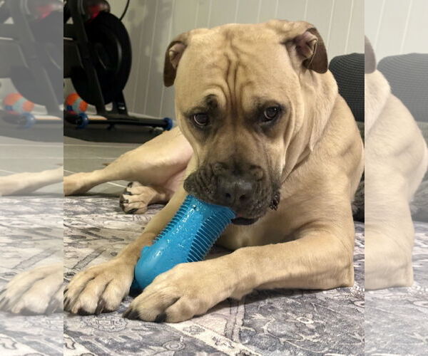 Medium Photo #6 Mastiff-Unknown Mix Puppy For Sale in Crete, IL, USA