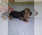 Small #2 Basset Hound