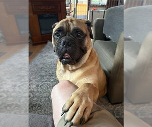 Bullmastiff Dogs for adoption in Cranford, NJ, USA
